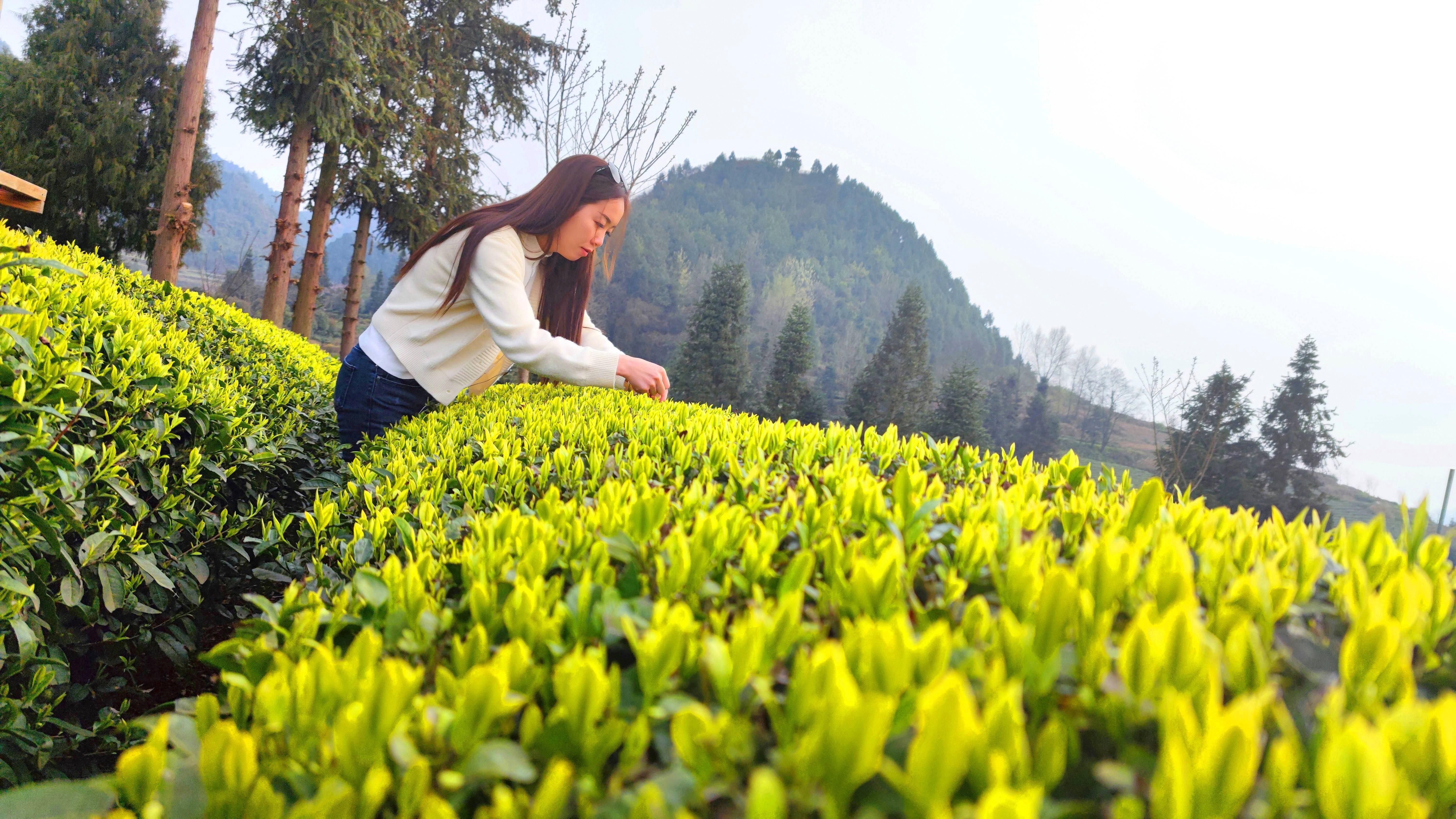 贵阳客商梵净山茶文化探索之旅